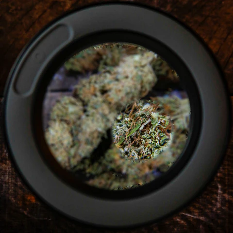 Mason Brite LED Magnifying Dispensary Mason Jar