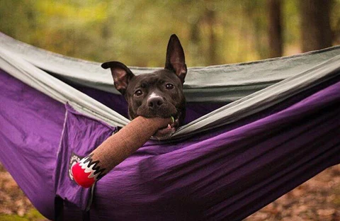 Dooby’s Hemp Blunt dog toy