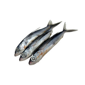 Flying Fish For Bait - Frozen - Quantity:3 Per Pack