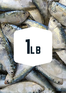 Fresh Bait Never Frozen