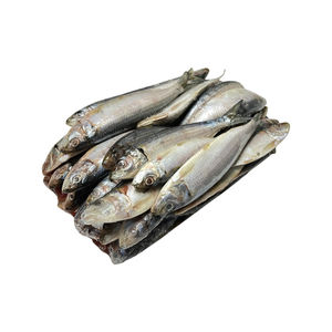 Spanish Sardines 5 lb - Frozen