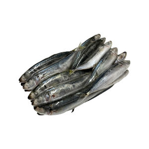 Cigar Minnow 5 lb - Frozen