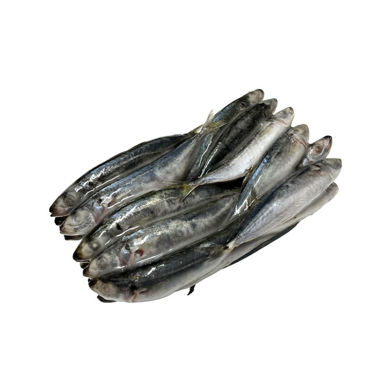 Cigar Minnow 5 lb - Frozen