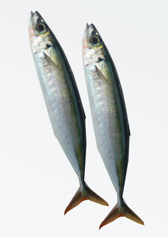 Speedo / Malpica - Frozen