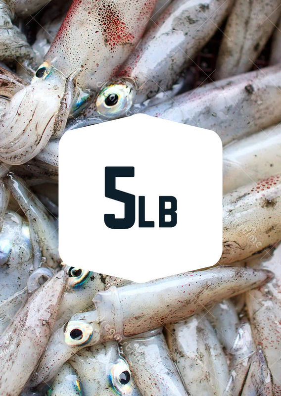 Squid 5lb - Frozen