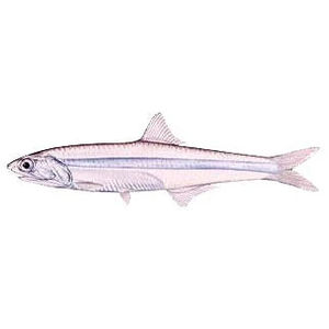 Glass Minnows 5lb - Frozen