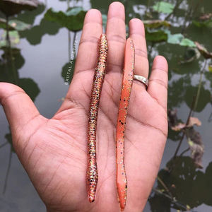 Finesse Worm 5" - Farang Ba Creations - Color:Orange Gold Glitter