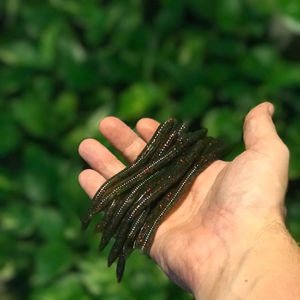 Finesse Worm 5" - Farang Ba Creations - Color:Watermelon