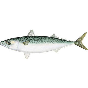 Northern Mackerel 5 lbs  - Frozen