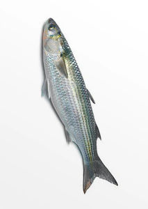 Mullet Big / Lisa 1pk - Frozen