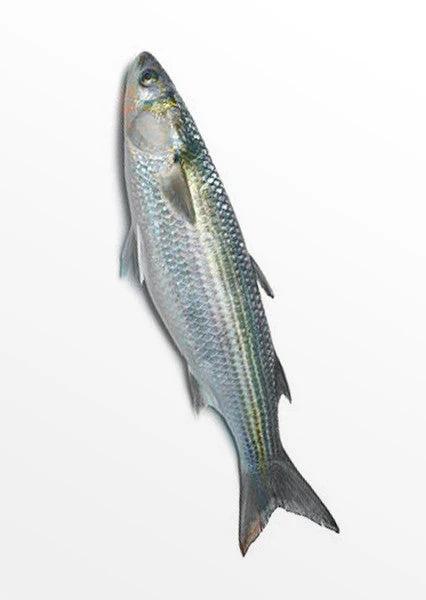 Mullet Big / Lisa 1pk - Frozen