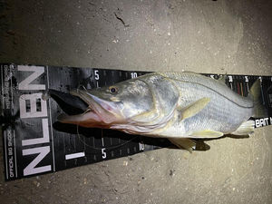 Big Snook Measuring Board - NLBN