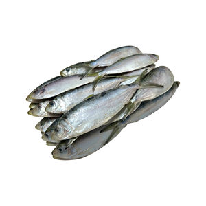 Thread Herring 5 lb - Frozen