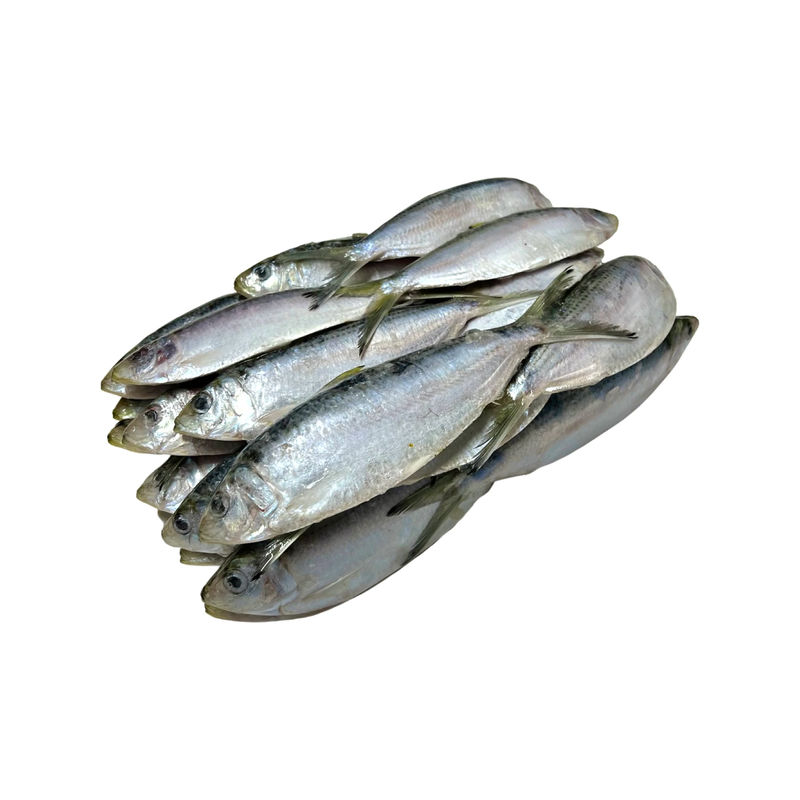 Thread Herring 5 lb - Frozen